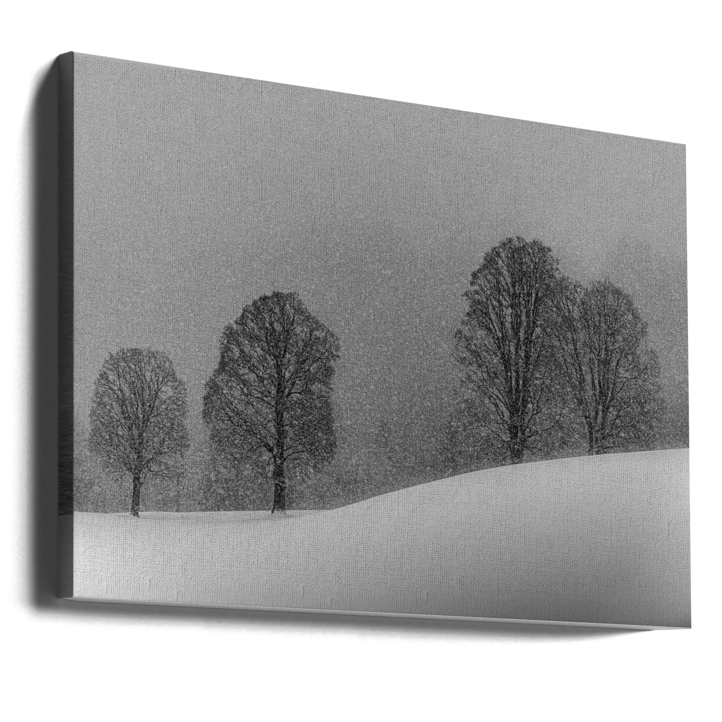 snøhvit | Lerretsbilder