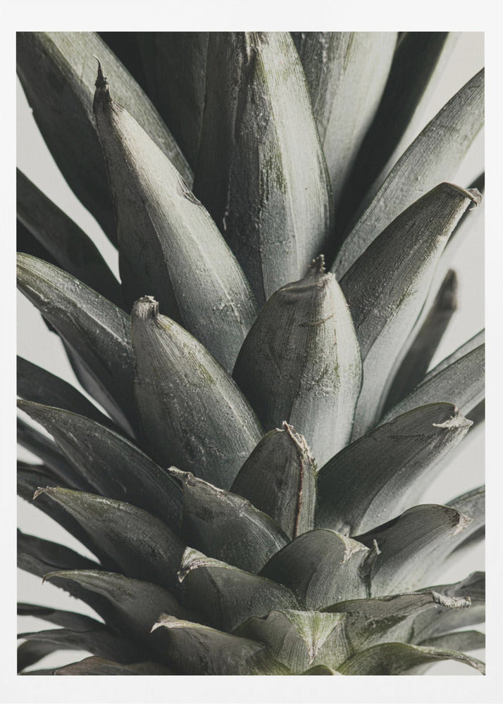 Ananas närbild | Poster