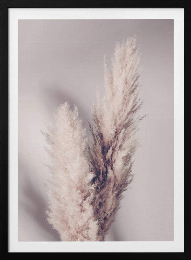 Pampasgräs | Poster