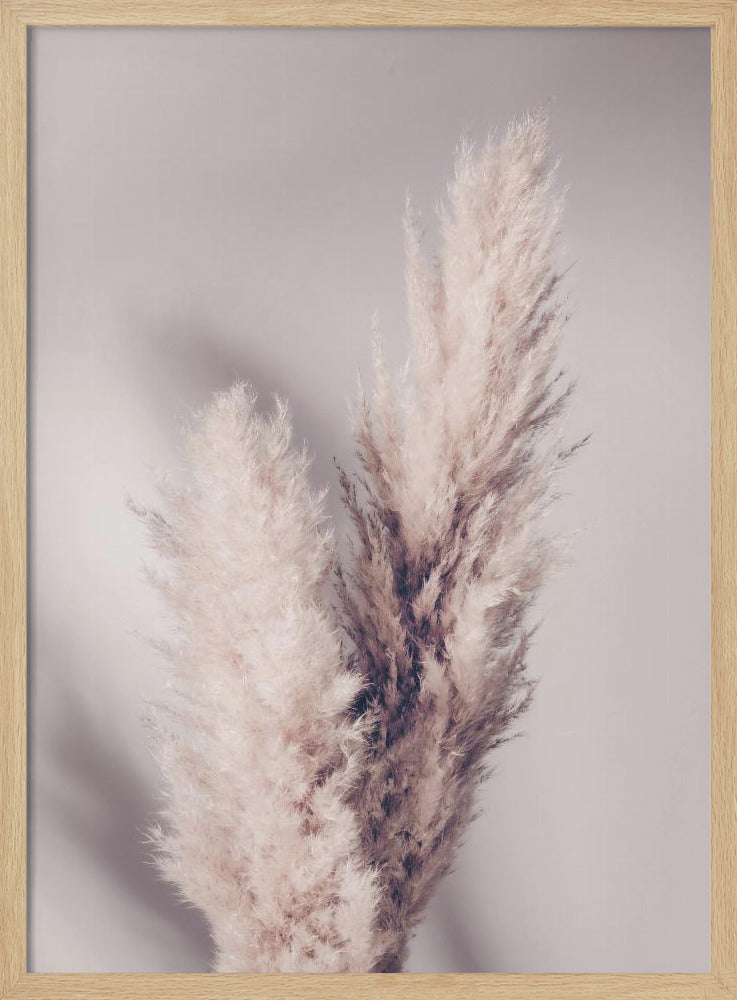 Pampasgräs | Poster