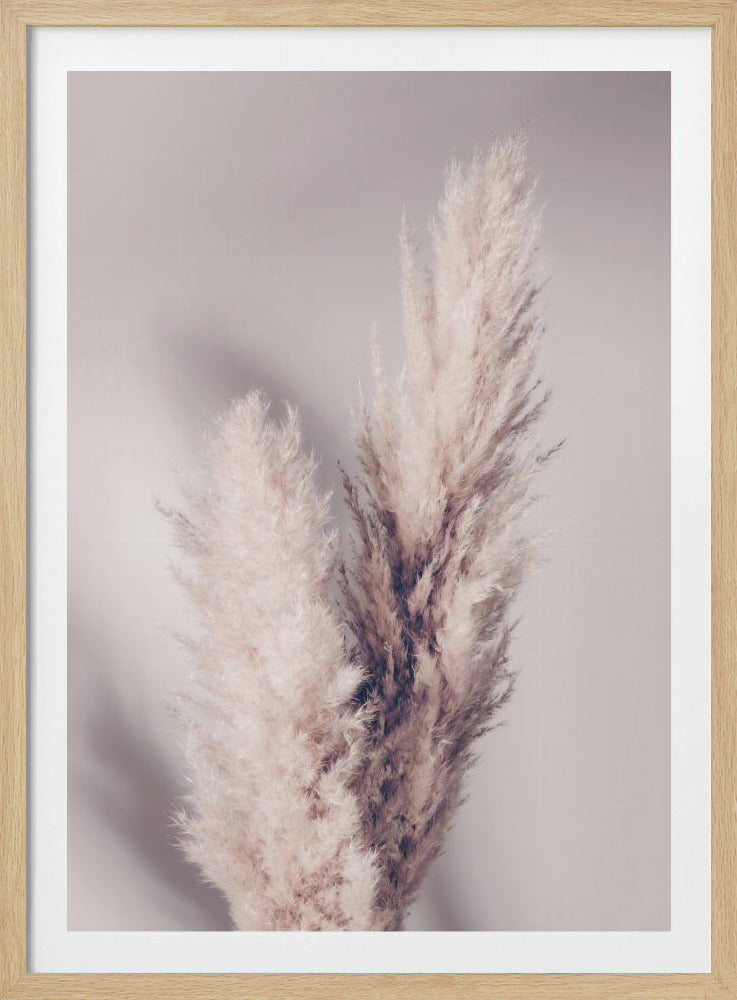 Pampasgräs | Poster
