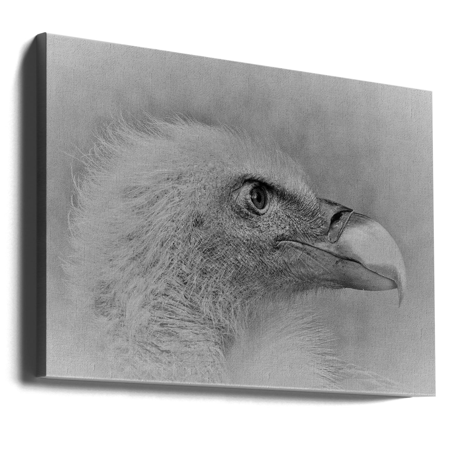 Vithövdad havsörn | Canvas