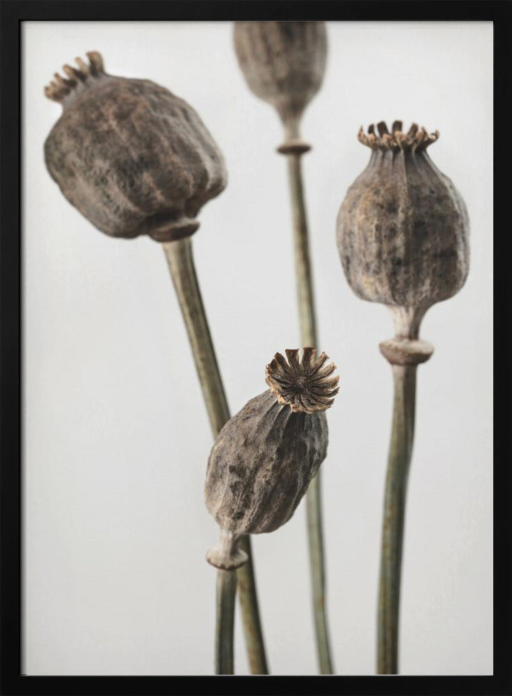 Dried_006 | Poster