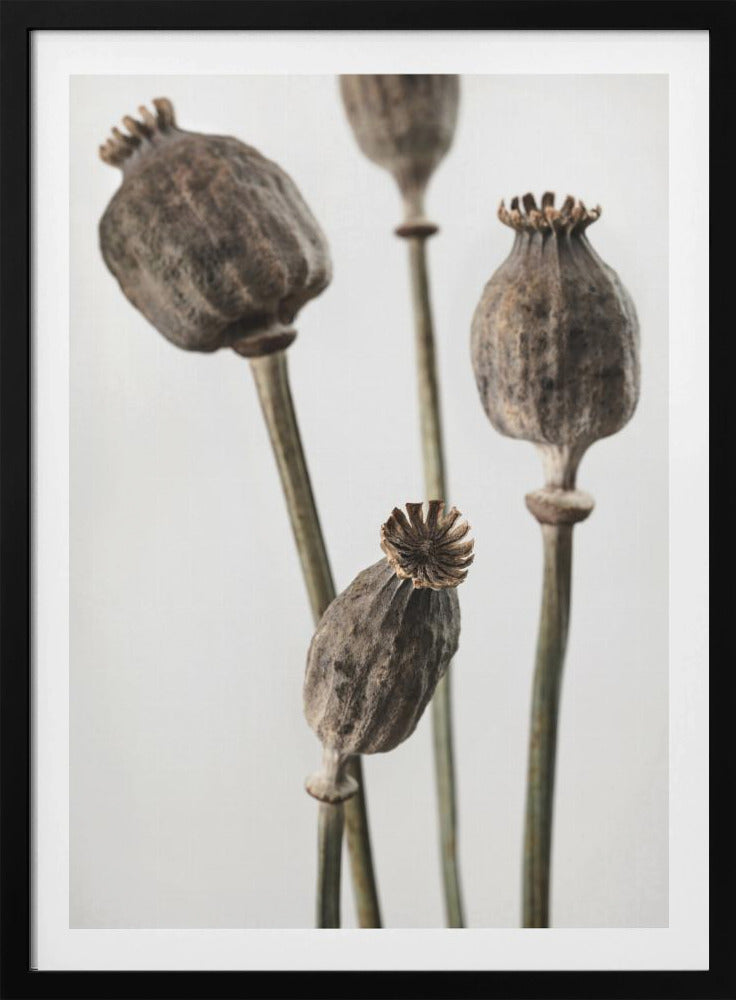 Dried_006 | Poster