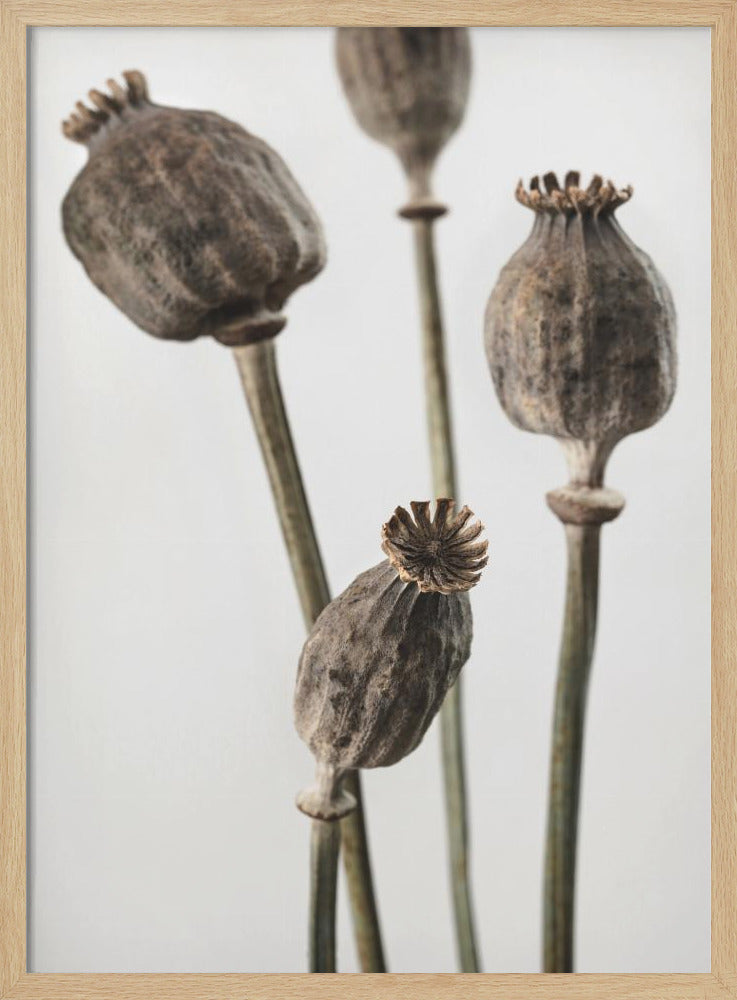 Dried_006 | Poster