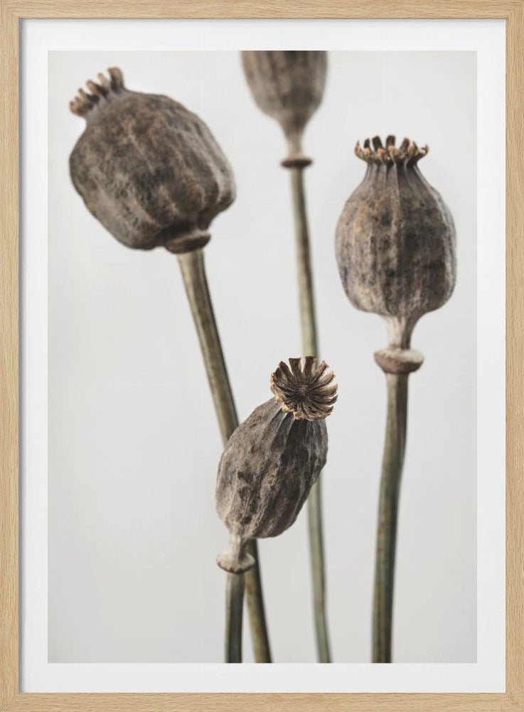 Dried_006 | Poster