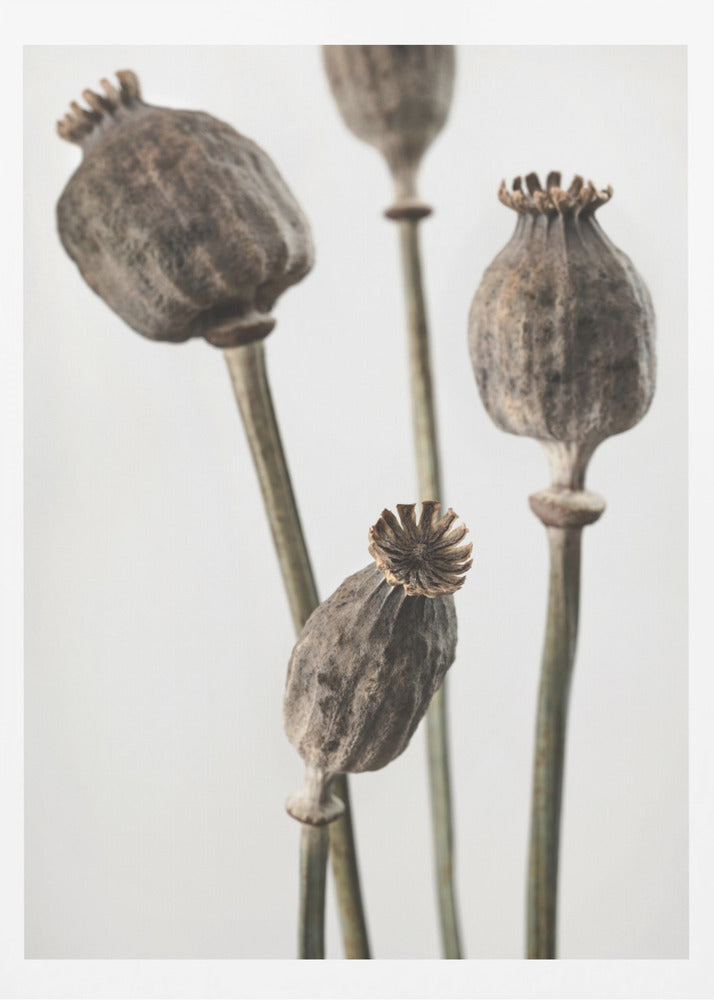 Dried_006 | Poster