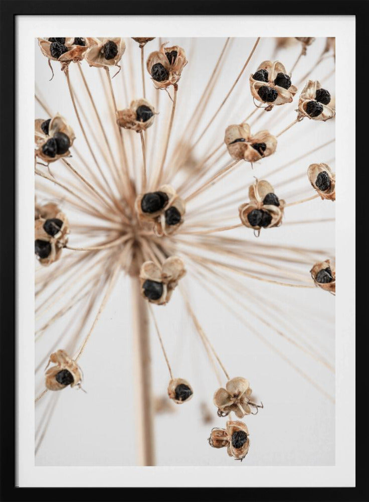 Dried_007 | Poster