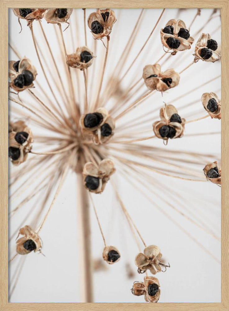 Dried_007 | Poster