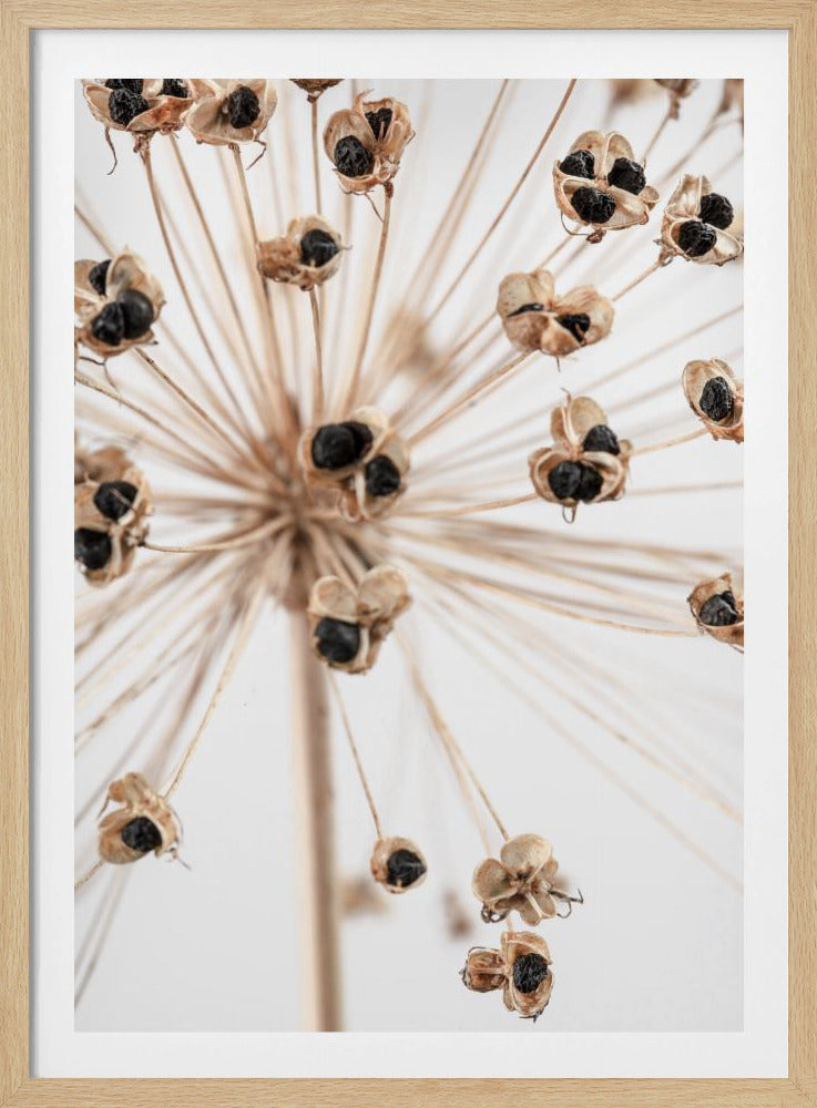 Dried_007 | Poster