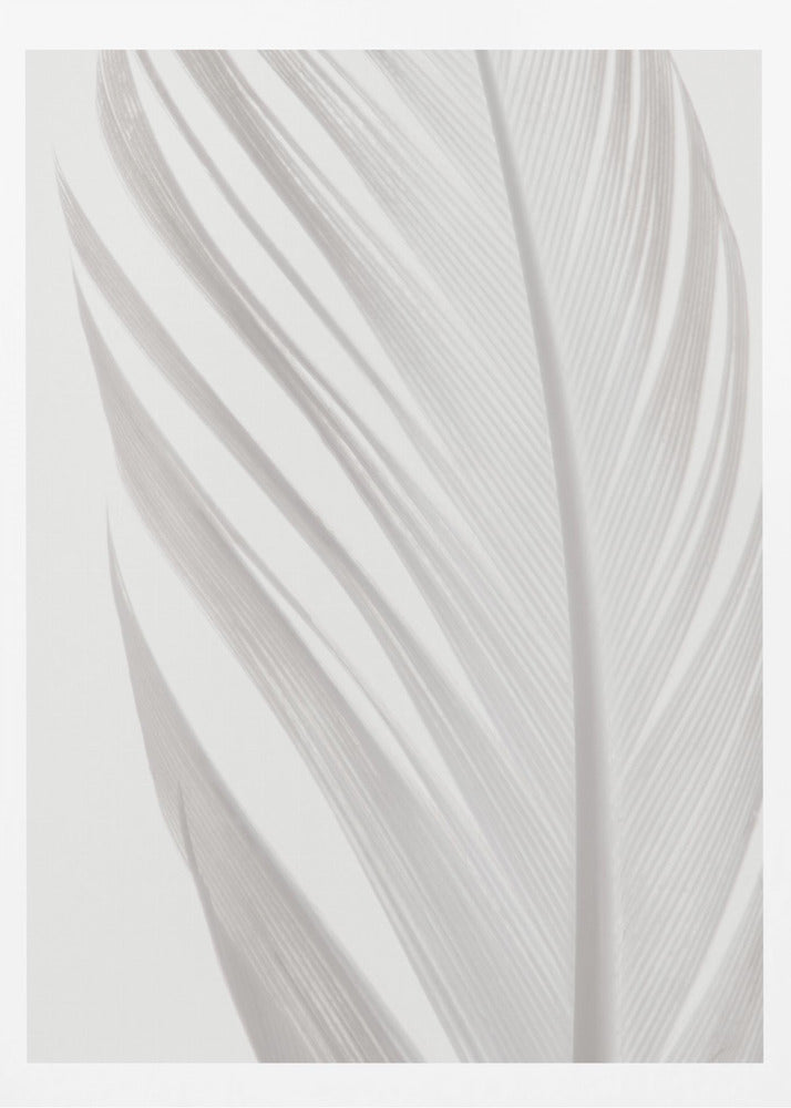 Feather_006 | Poster