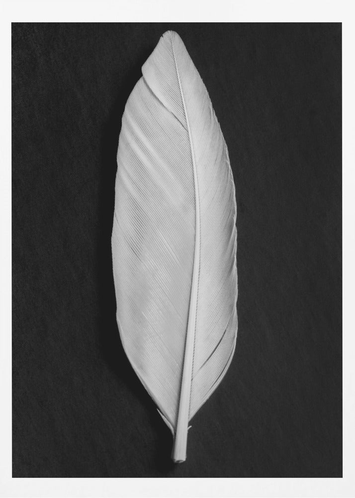 Feather_008 | Poster