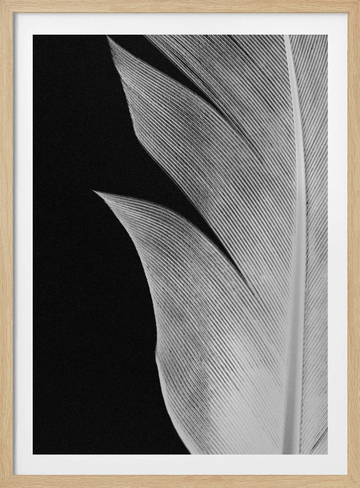 Feather_005 | Poster