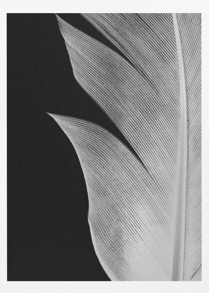 Feather_005 | Poster