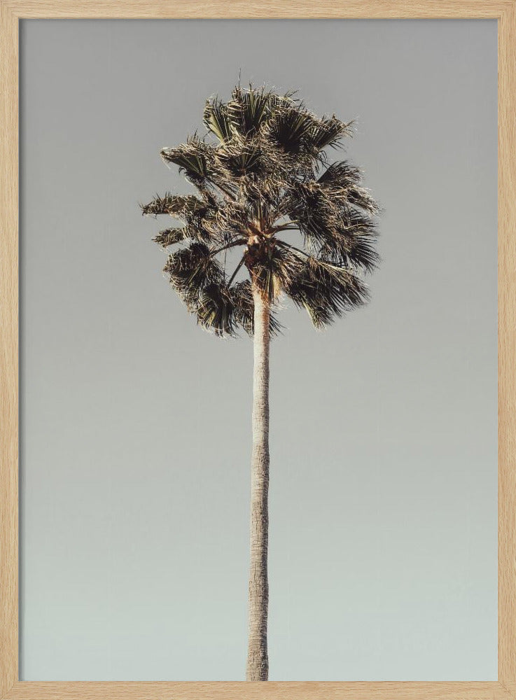 Palm_001 | Poster