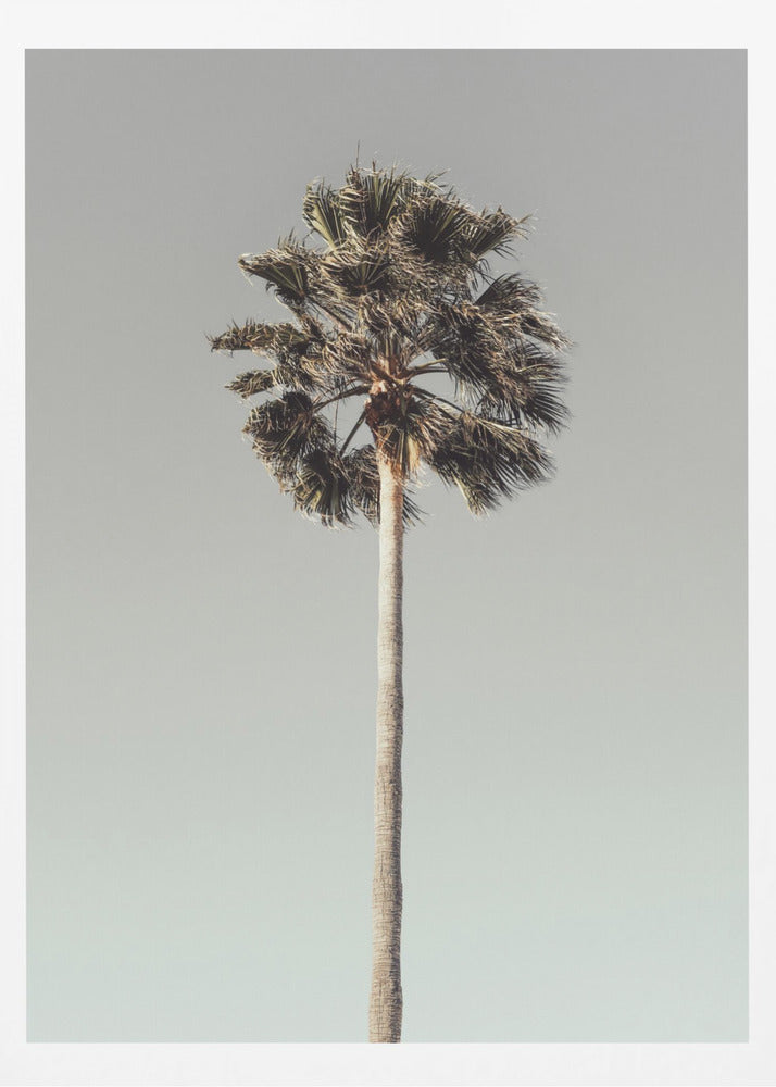 Palm_001 | Poster