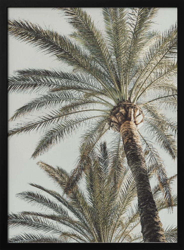 Palm_005 | Affisch