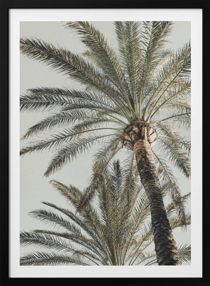 Palm_005 | Affisch