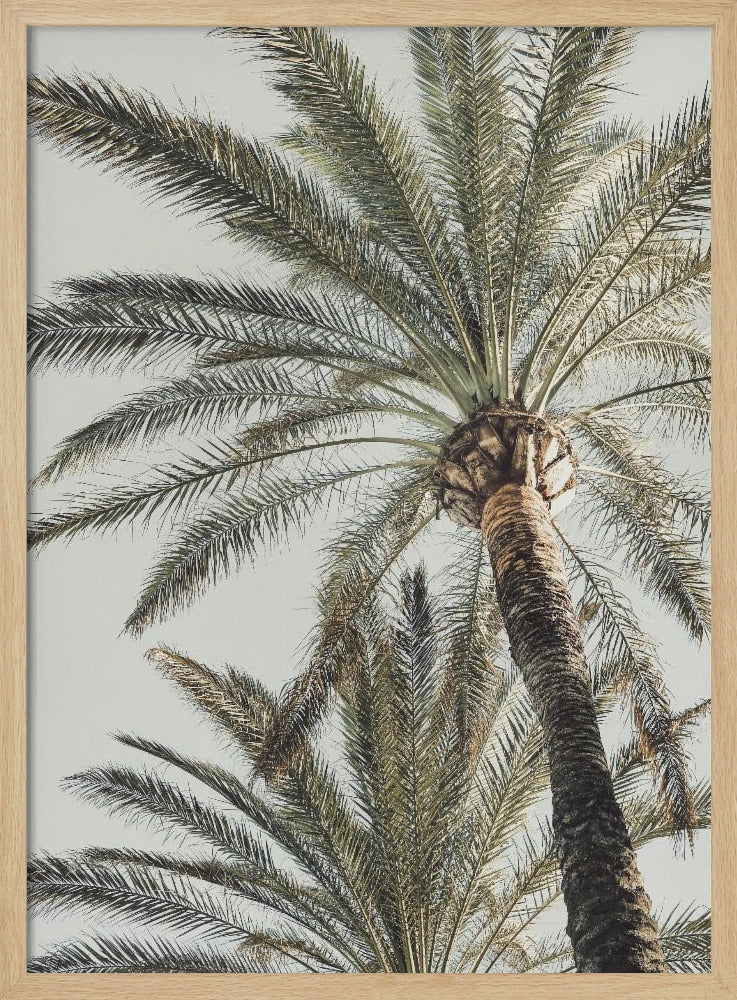 Palm_005 | Affisch