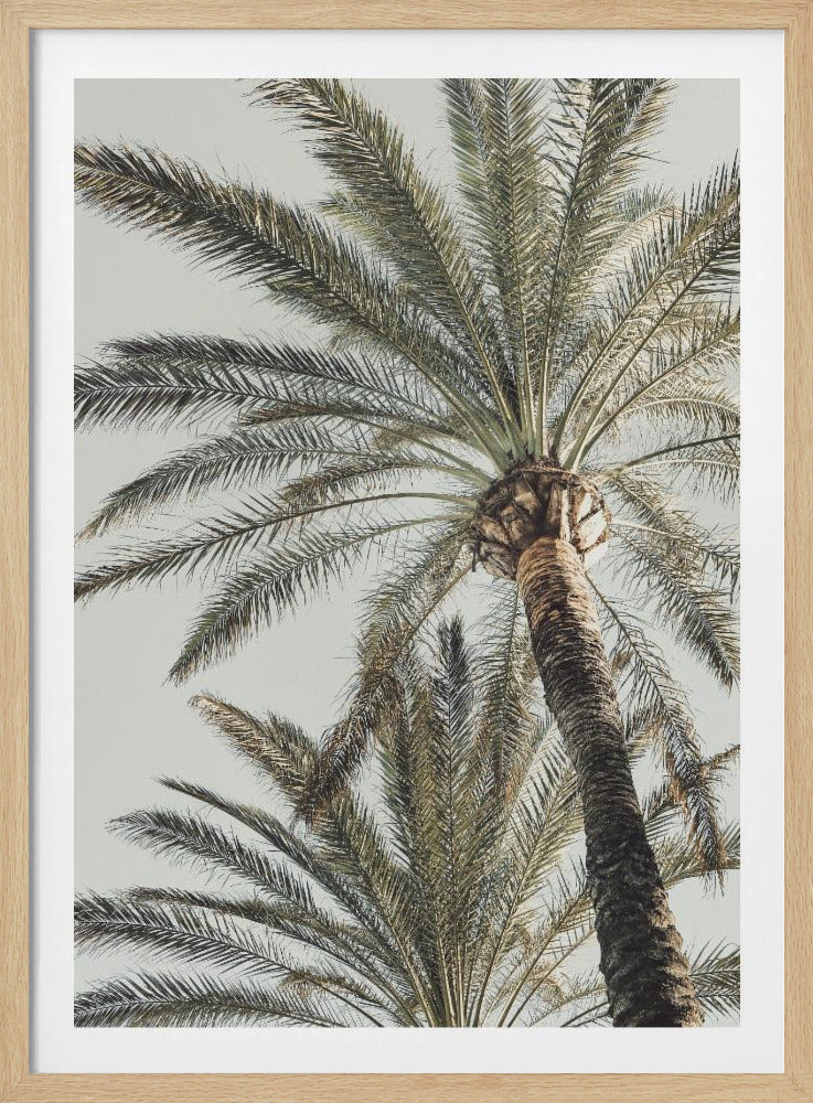 Palm_005 | Affisch