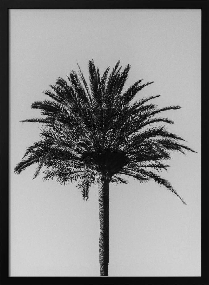 Palm_003 | Poster