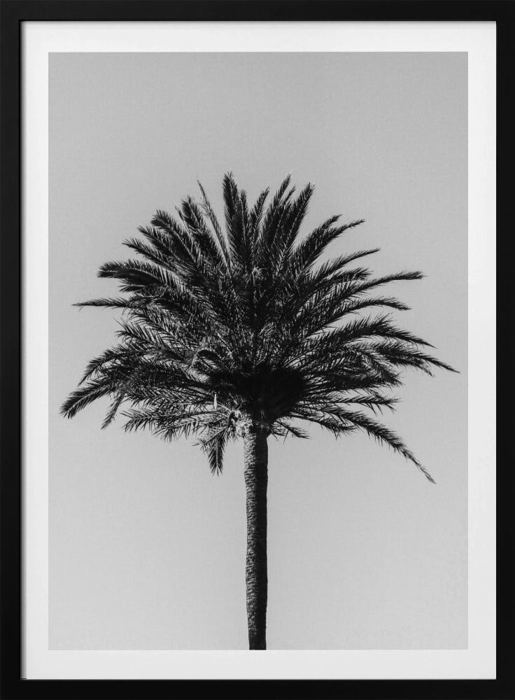 Palm_003 | Poster