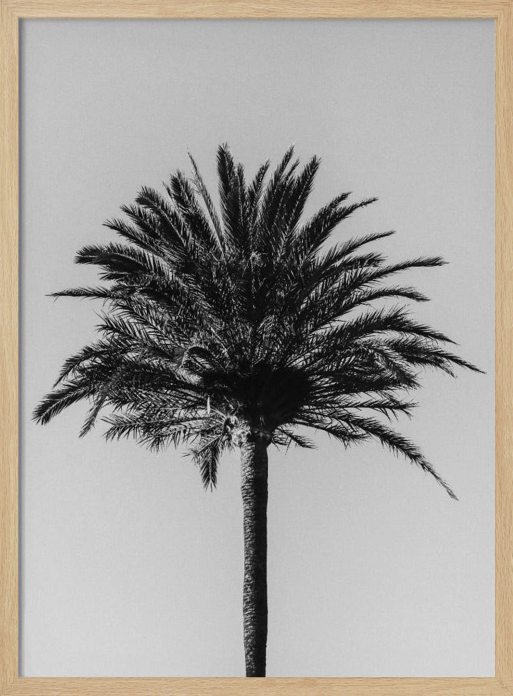 Palm_003 | Poster