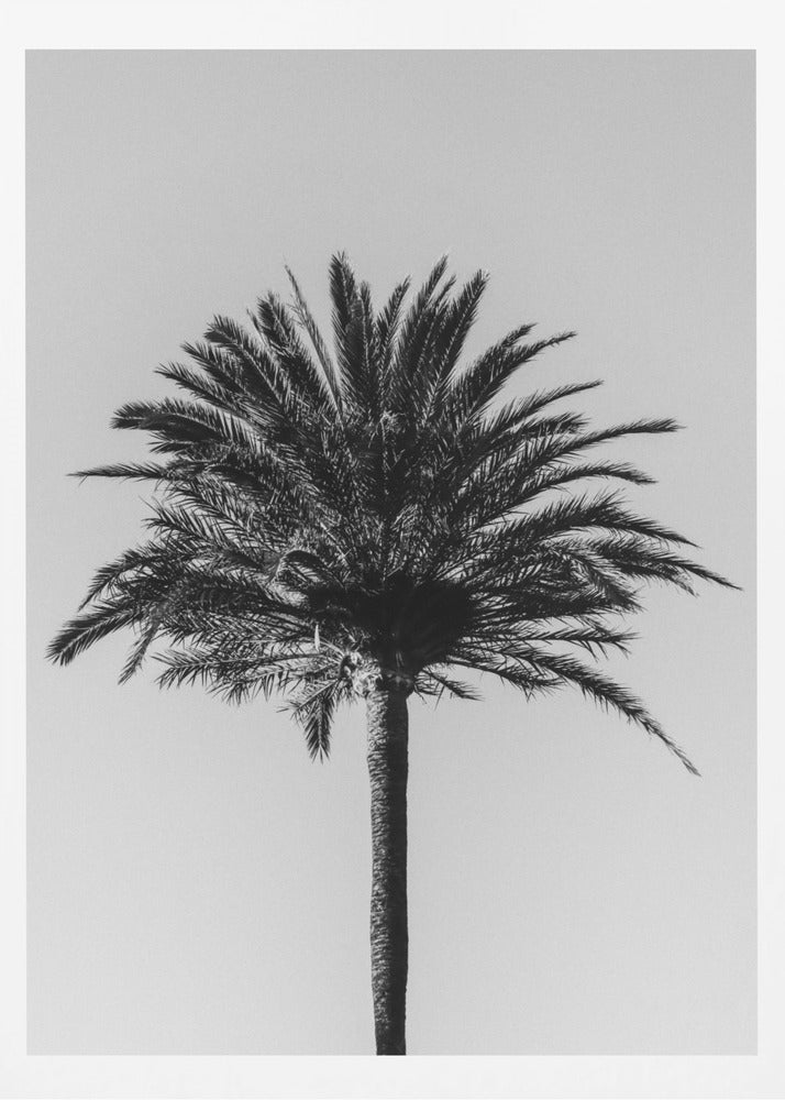 Palm_003 | Poster