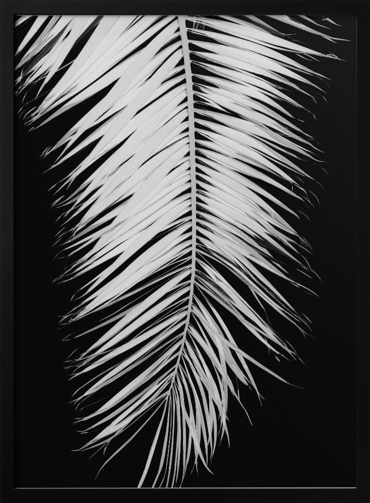 Palmblad_004 | Poster
