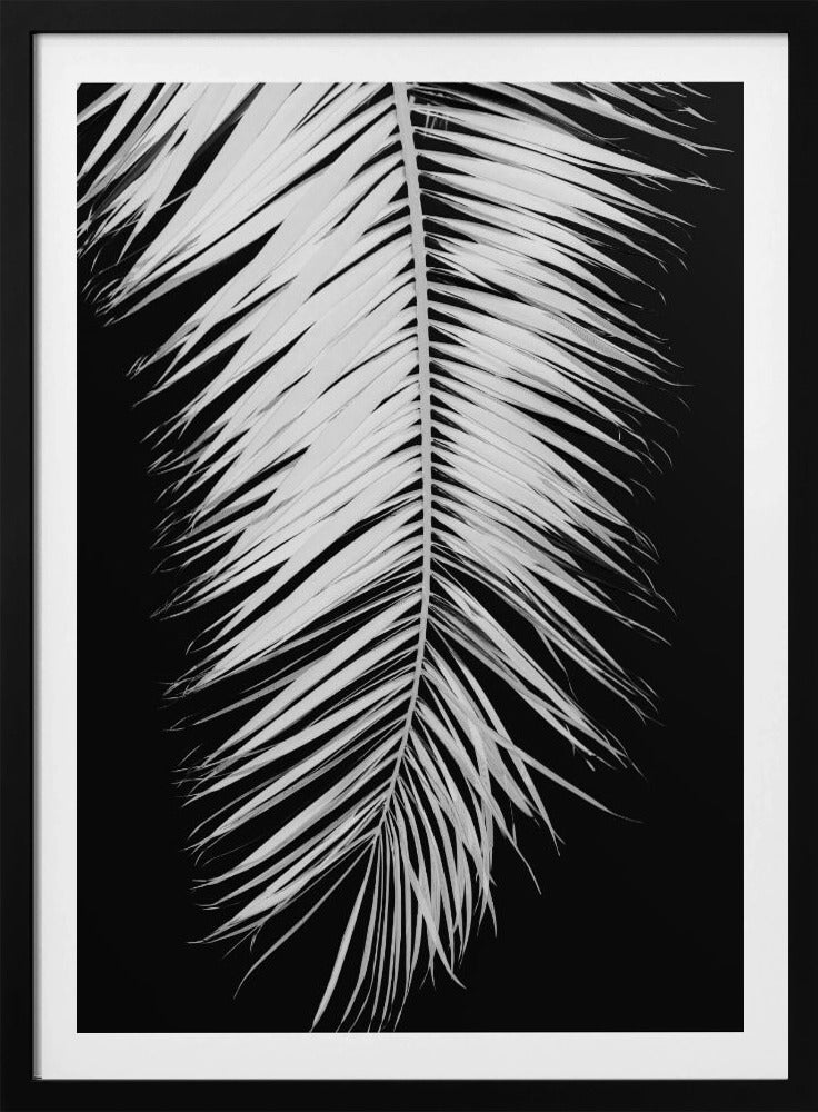 Palmblad_004 | Poster