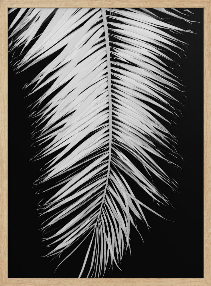 Palmblad_004 | Poster