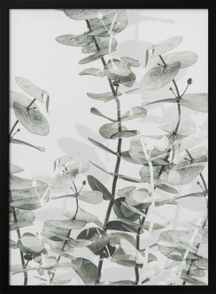 Eucalyptus_001 | Poster