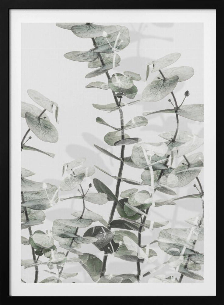 Eucalyptus_001 | Poster