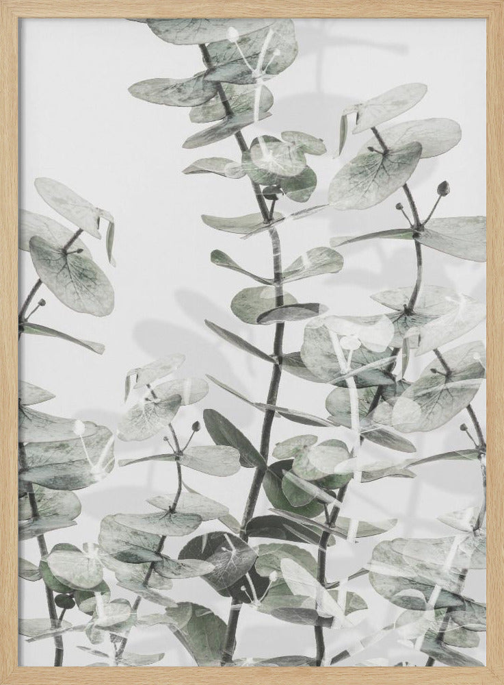 Eucalyptus_001 | Poster