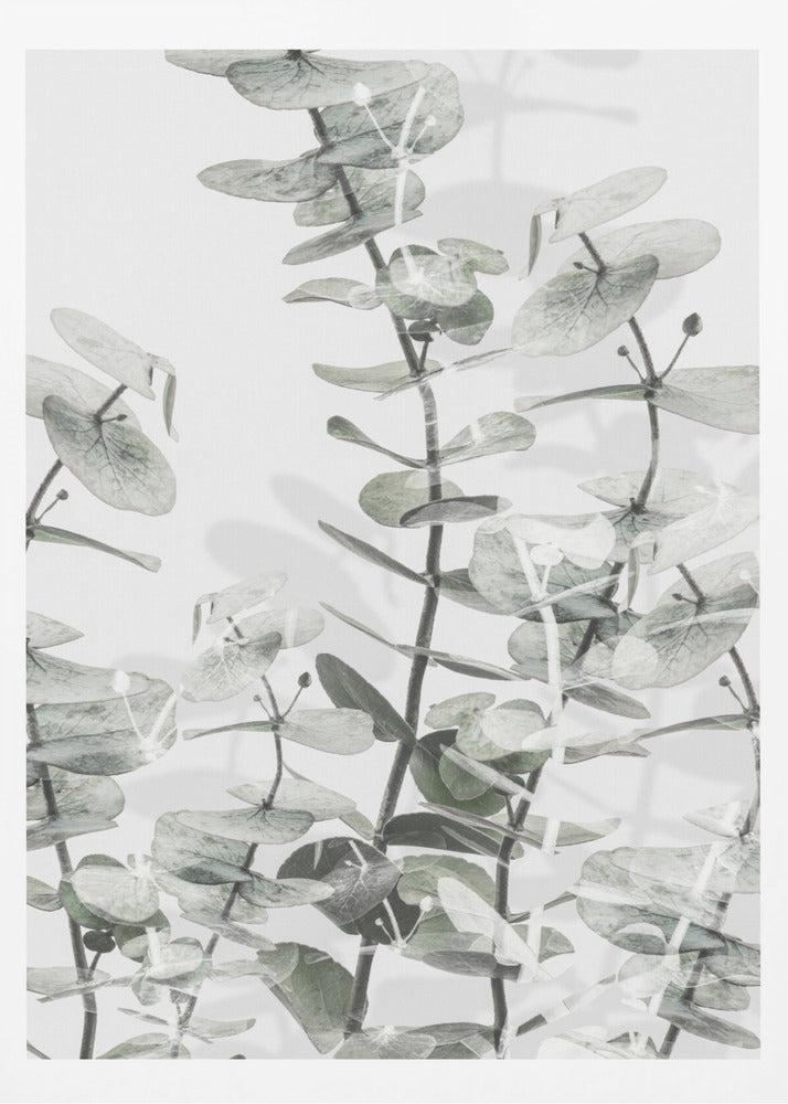 Eucalyptus_001 | Poster