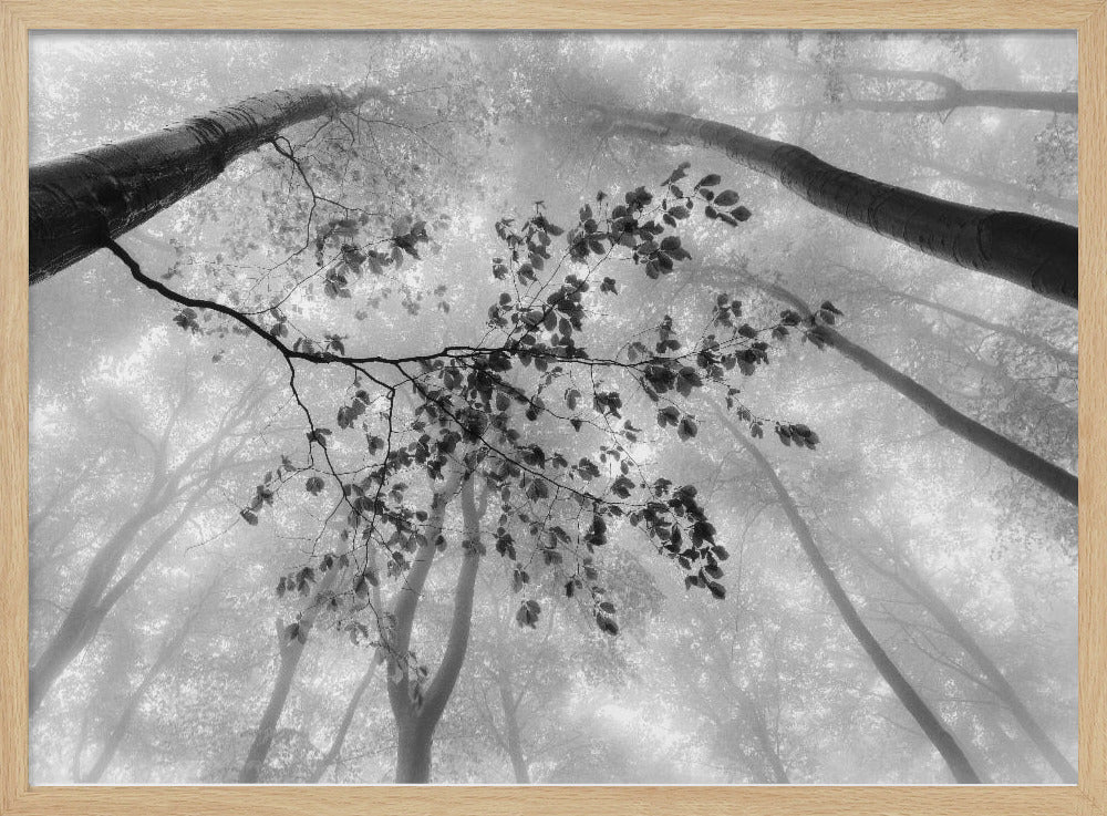 The branch | Poster