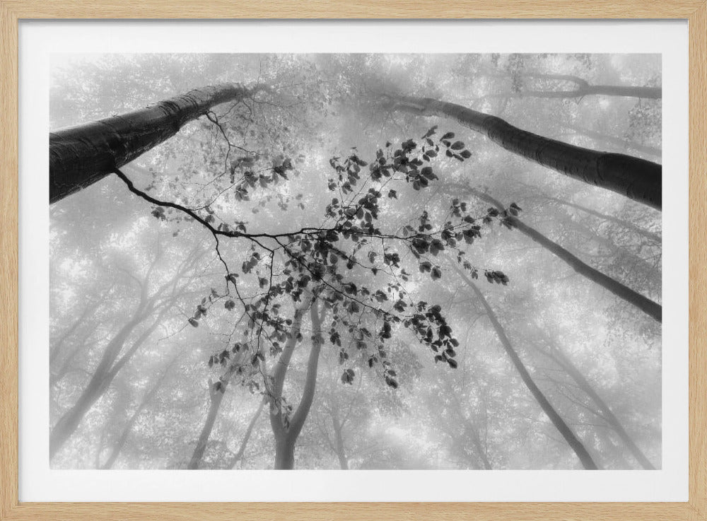 The branch | Poster