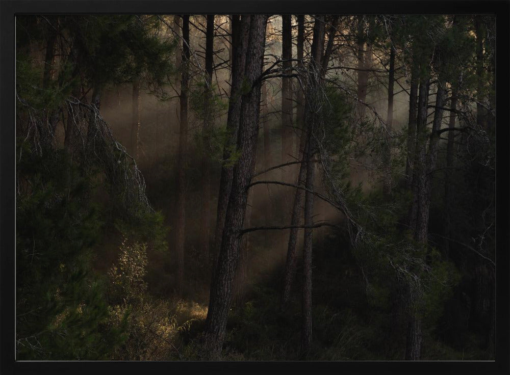 The Magic wood | Poster