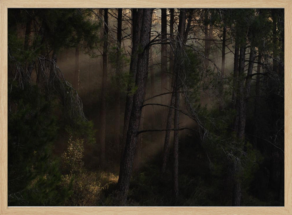 The Magic wood | Poster