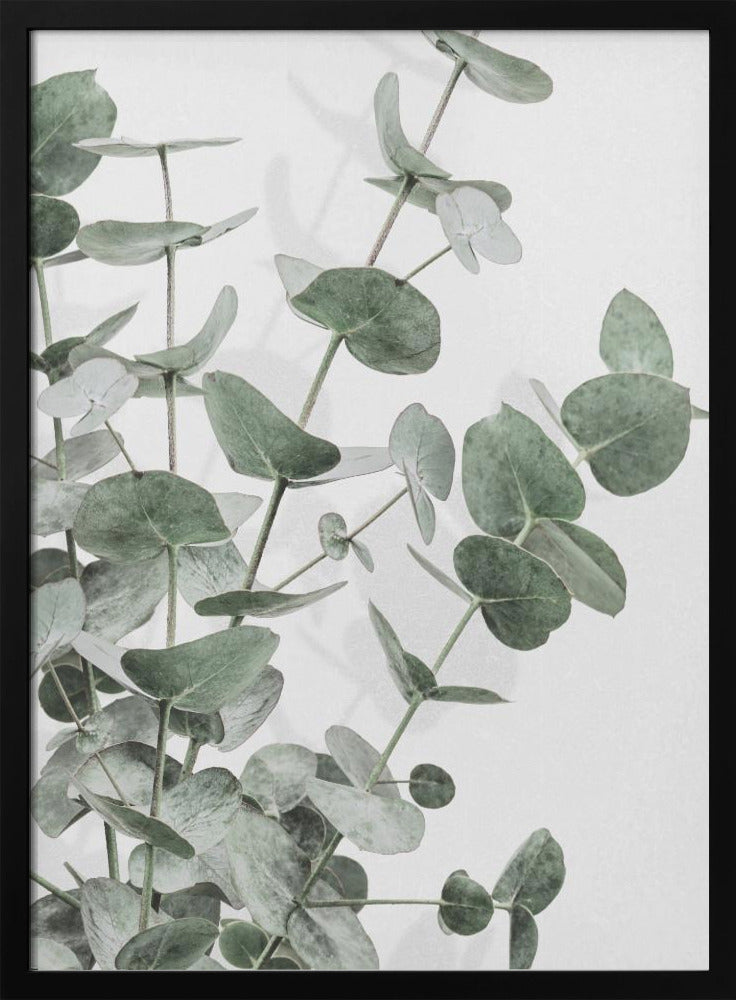Eucalyptus_003 | Poster