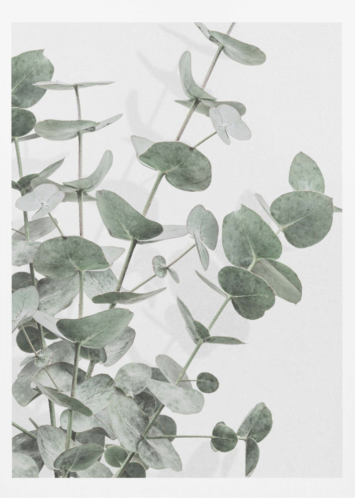 Eucalyptus_003 | Poster