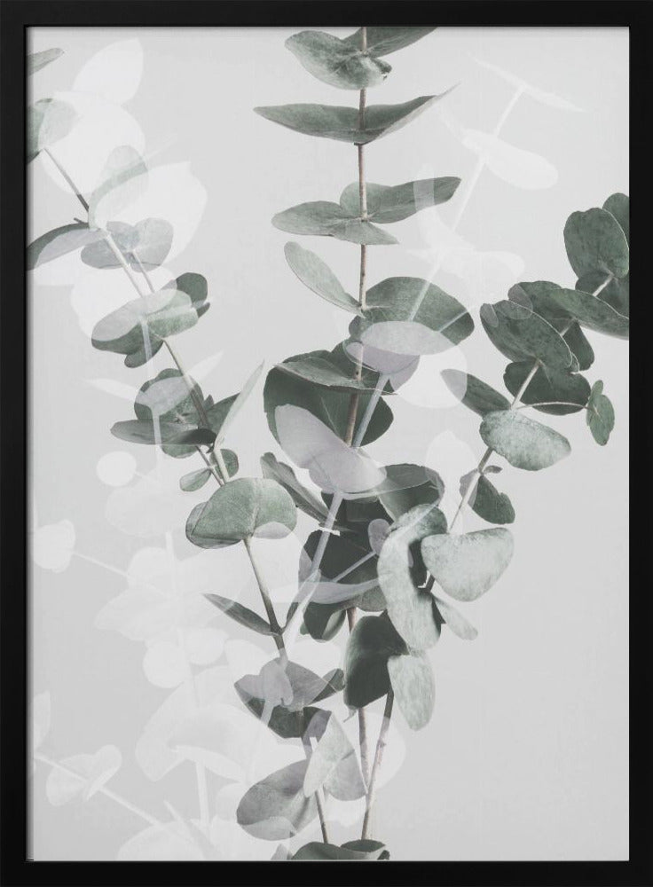 Eucalyptus_002 | Poster