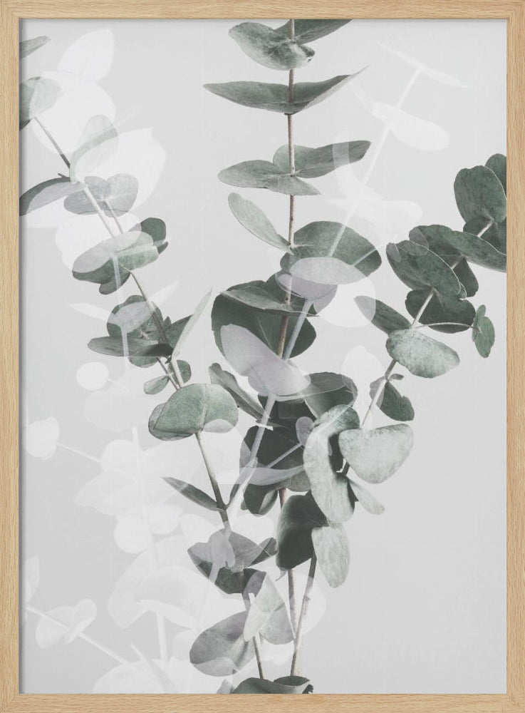 Eucalyptus_002 | Poster
