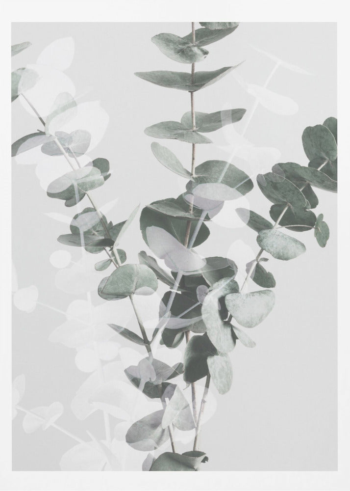 Eucalyptus_002 | Poster