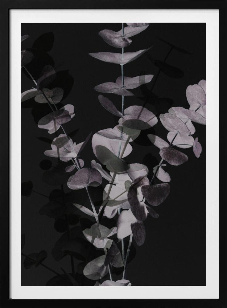 Eucalyptus_Negative_001 | Poster