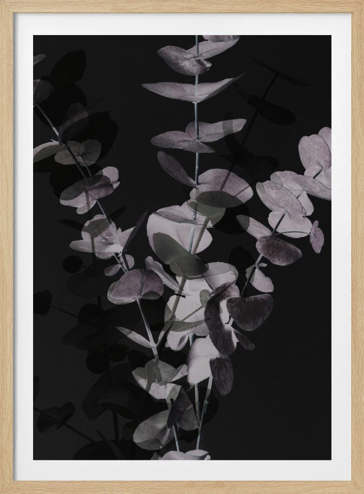 Eucalyptus_Negative_001 | Poster