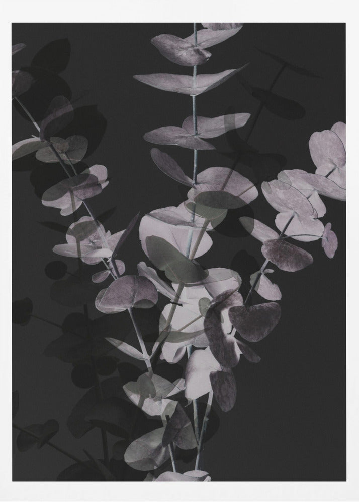 Eucalyptus_Negative_001 | Poster