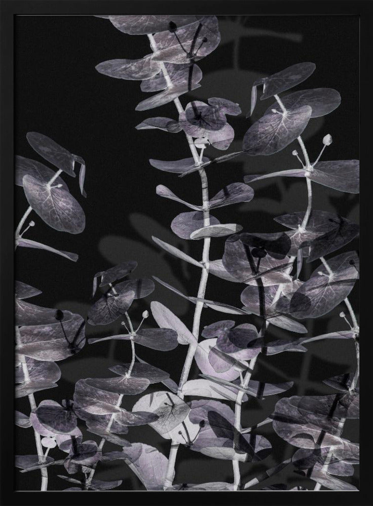 Eucalyptus_Negative_002 | Poster
