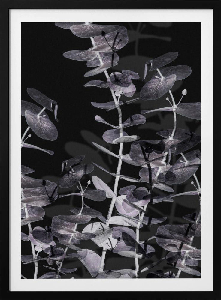 Eucalyptus_Negative_002 | Poster