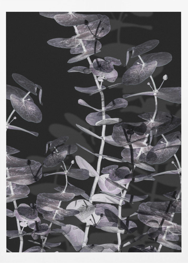 Eucalyptus_Negative_002 | Poster